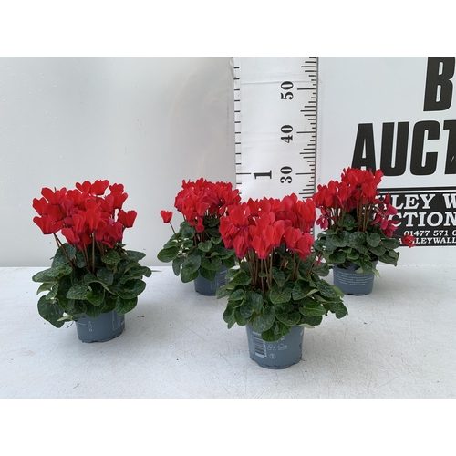 9 - FOUR RED CYCLAMEN IN 9CM POTS APPROX 30CM IN HEIGHT IN FLOWER. PLUS VAT TO BE SOLD FOR THE FOUR