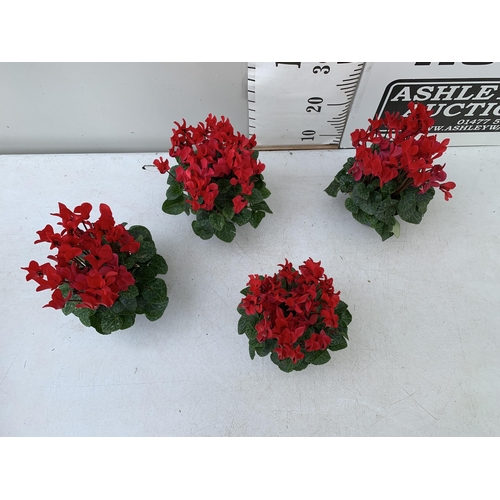 9 - FOUR RED CYCLAMEN IN 9CM POTS APPROX 30CM IN HEIGHT IN FLOWER. PLUS VAT TO BE SOLD FOR THE FOUR