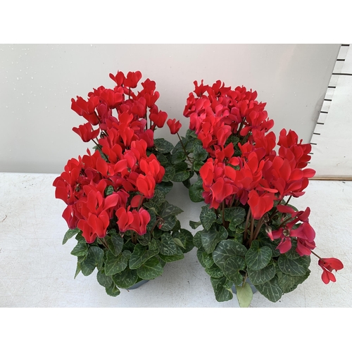 9 - FOUR RED CYCLAMEN IN 9CM POTS APPROX 30CM IN HEIGHT IN FLOWER. PLUS VAT TO BE SOLD FOR THE FOUR