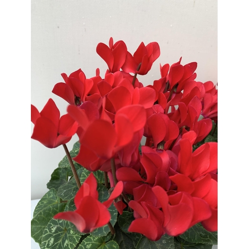 9 - FOUR RED CYCLAMEN IN 9CM POTS APPROX 30CM IN HEIGHT IN FLOWER. PLUS VAT TO BE SOLD FOR THE FOUR