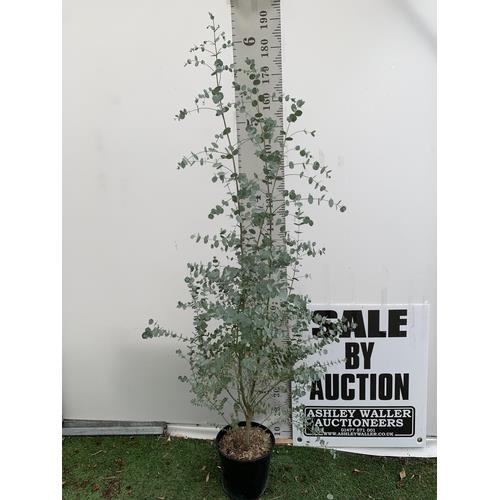 32 - ONE LARGE EUCALYPTUS AZURA TREE APPROX 190CM IN HEIGHT IN A 4 LTR POT PLUS VAT