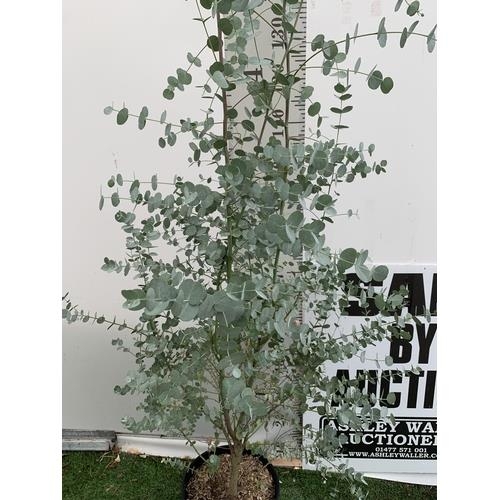 32 - ONE LARGE EUCALYPTUS AZURA TREE APPROX 190CM IN HEIGHT IN A 4 LTR POT PLUS VAT