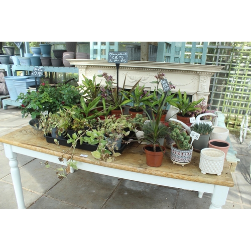 35 - TABLE AND QUANTITY OF POTS AND PLANTS PLUS VAT