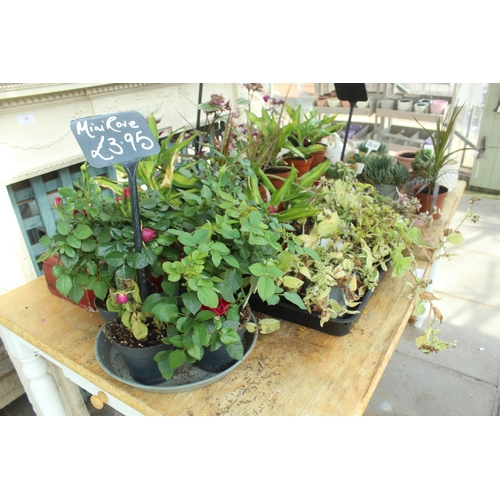 35 - TABLE AND QUANTITY OF POTS AND PLANTS PLUS VAT