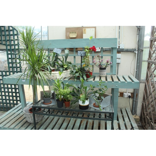 38 - TWO DISPLAY STANDS INCLUDING PLANTS AND TWO SCOOPS PLUS VAT