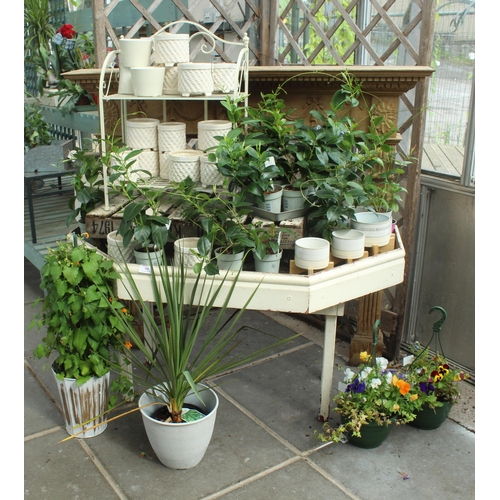 40 - DISPLAY STAND INCLUDING PLANTS AND POTS PLUS VAT