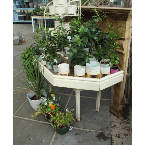 40 - DISPLAY STAND INCLUDING PLANTS AND POTS PLUS VAT