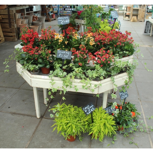 41 - DISPLAY STAND AND ASSORTED PLANTS PLUS VAT