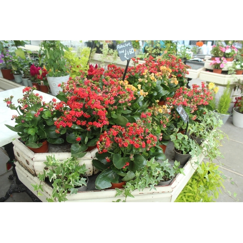 41 - DISPLAY STAND AND ASSORTED PLANTS PLUS VAT