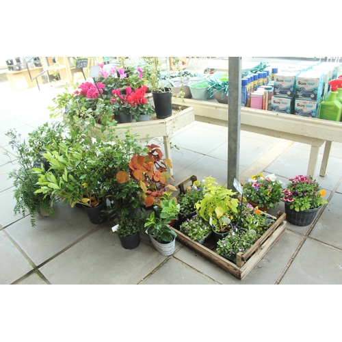 43 - DISPLAY STAND AND ASSORTED PLANTS PLUS VAT