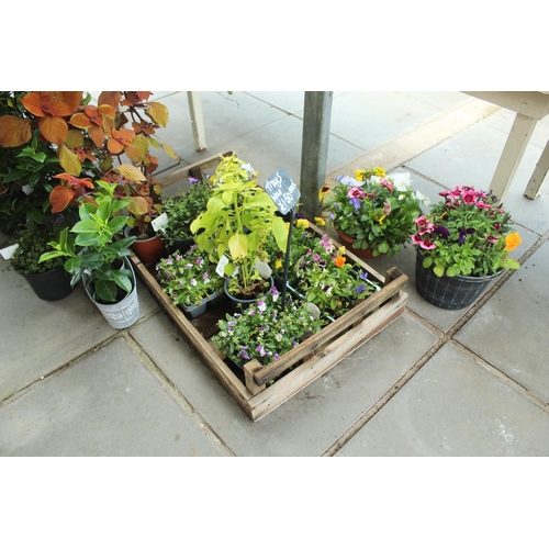 43 - DISPLAY STAND AND ASSORTED PLANTS PLUS VAT