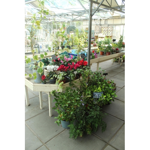 43 - DISPLAY STAND AND ASSORTED PLANTS PLUS VAT