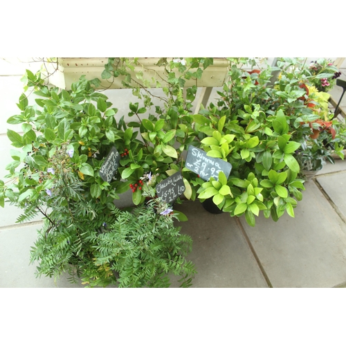 43 - DISPLAY STAND AND ASSORTED PLANTS PLUS VAT