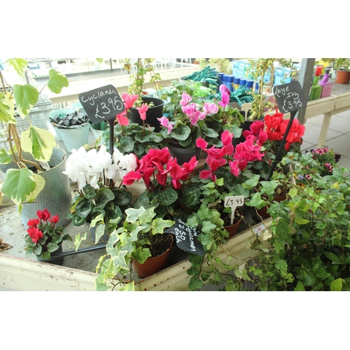 43 - DISPLAY STAND AND ASSORTED PLANTS PLUS VAT