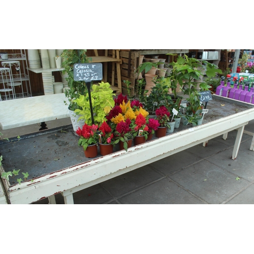 45 - DISPLAY STAND AND PLANTS PLUS VAT