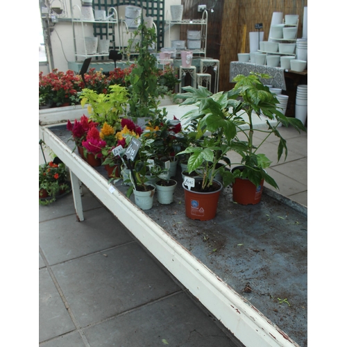 45 - DISPLAY STAND AND PLANTS PLUS VAT