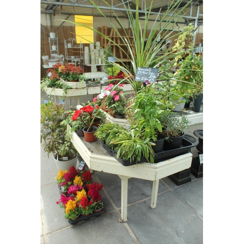 46 - CORNER DISPLAY STAND AND QUANTITY OF PLANTS PLUS VAT