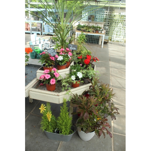 46 - CORNER DISPLAY STAND AND QUANTITY OF PLANTS PLUS VAT