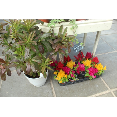 46 - CORNER DISPLAY STAND AND QUANTITY OF PLANTS PLUS VAT