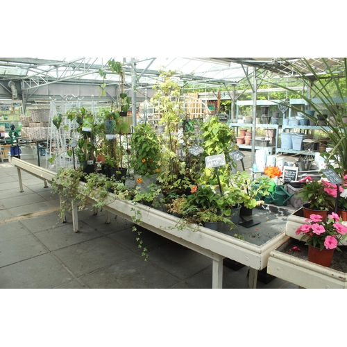 47 - OBLONG DISPLAY STAND AND QUANTITY OF PLANTS PLUS VAT