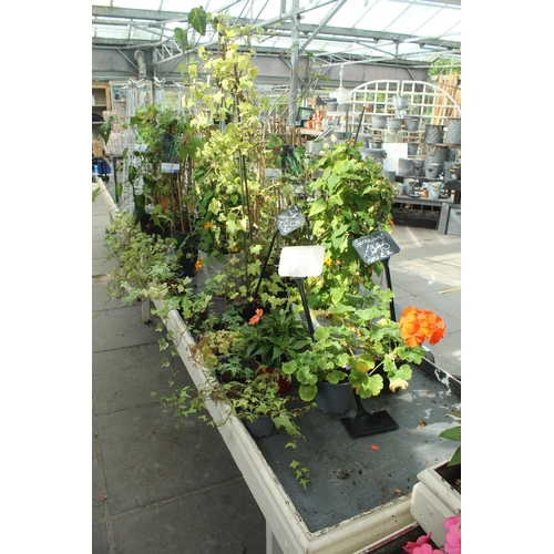 47 - OBLONG DISPLAY STAND AND QUANTITY OF PLANTS PLUS VAT