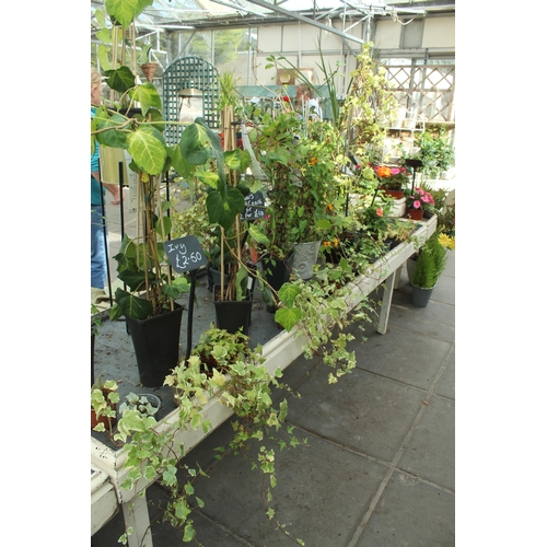 47 - OBLONG DISPLAY STAND AND QUANTITY OF PLANTS PLUS VAT