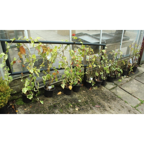 59 - THIRTEEN ASSORTED CLIMBING PLANTS  PLUS VAT