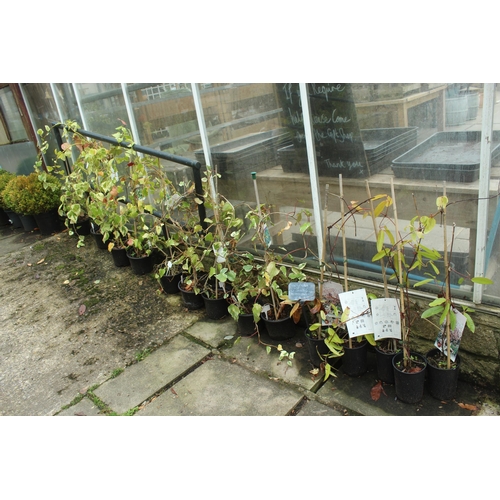 59 - THIRTEEN ASSORTED CLIMBING PLANTS  PLUS VAT