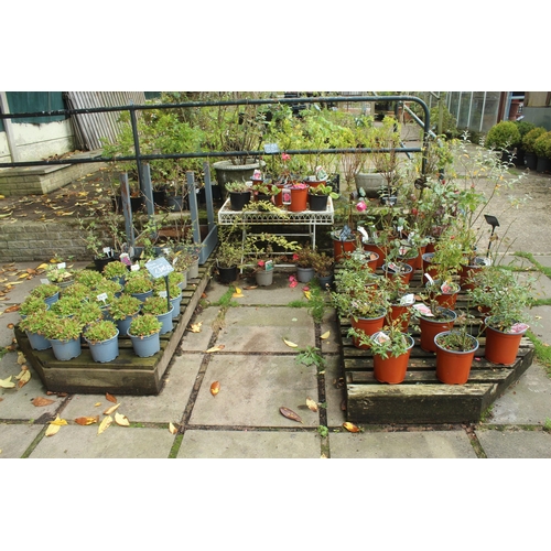 62 - APPROX 64 ASSORTED PLANTS AND FOLDING METAL STAND  PLUS VAT