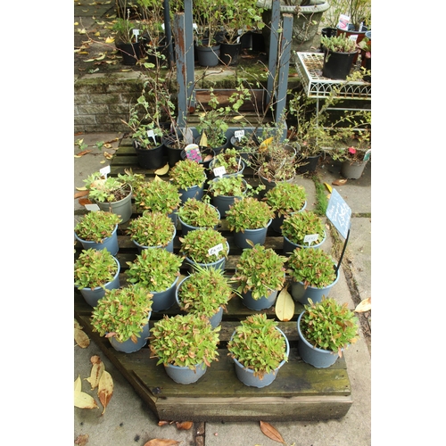 62 - APPROX 64 ASSORTED PLANTS AND FOLDING METAL STAND  PLUS VAT