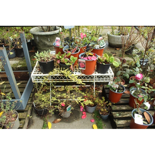 62 - APPROX 64 ASSORTED PLANTS AND FOLDING METAL STAND  PLUS VAT