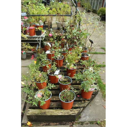 62 - APPROX 64 ASSORTED PLANTS AND FOLDING METAL STAND  PLUS VAT