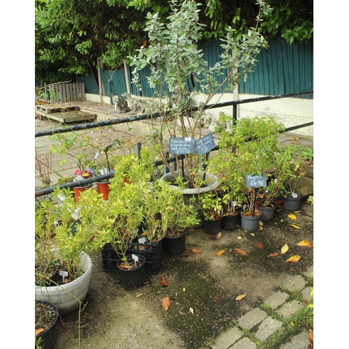 63 - APPROX 28 PLANTS PLUS TWO PLANTERS AND ONE DECORATIVE STONE  PLUS VAT