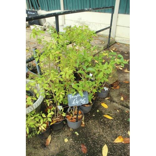 63 - APPROX 28 PLANTS PLUS TWO PLANTERS AND ONE DECORATIVE STONE  PLUS VAT