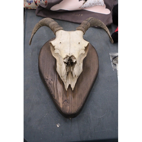 335 - A RAM'S SKULL AND HORNS ON A WOODEN PLINTH