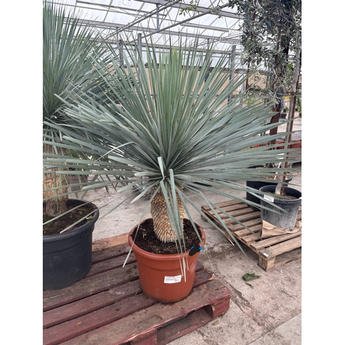 1 - A LARGE YUCCA ROSTRATA BLUESWAN 140CM TALL PLUS VAT