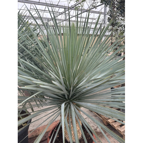 1 - A LARGE YUCCA ROSTRATA BLUESWAN 140CM TALL PLUS VAT