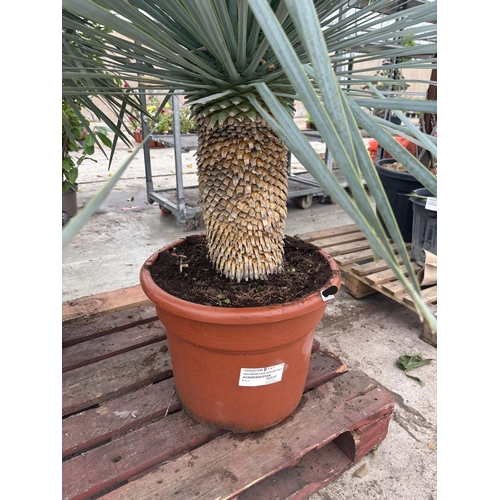 1 - A LARGE YUCCA ROSTRATA BLUESWAN 140CM TALL PLUS VAT