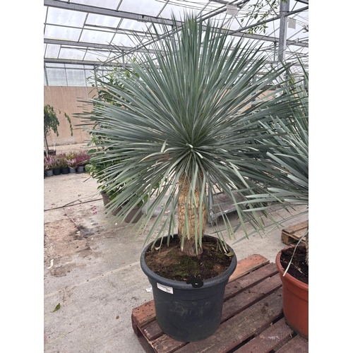 3 - A LARGE YUCCA ROSTRATA BLUESWAN 170CM TALL PLUS VAT