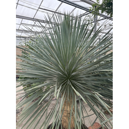 3 - A LARGE YUCCA ROSTRATA BLUESWAN 170CM TALL PLUS VAT