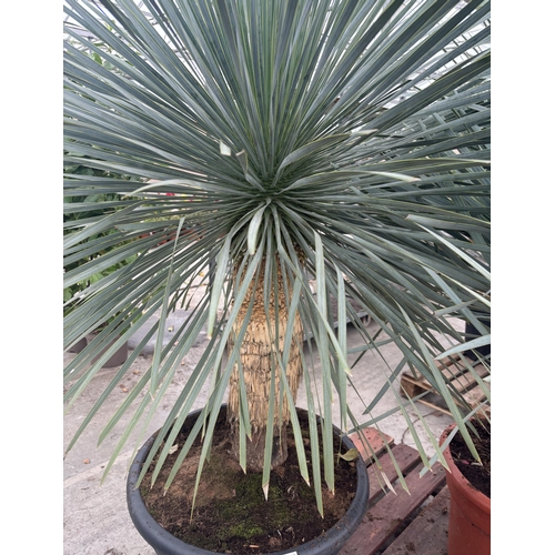 3 - A LARGE YUCCA ROSTRATA BLUESWAN 170CM TALL PLUS VAT