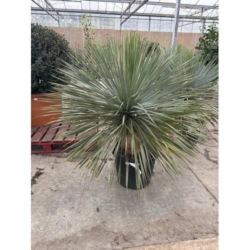 5 - A LARGE YUCCA ROSTRATA BLUESWAN 150CM + TALL PLUS VAT