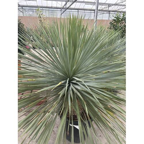 5 - A LARGE YUCCA ROSTRATA BLUESWAN 150CM + TALL PLUS VAT