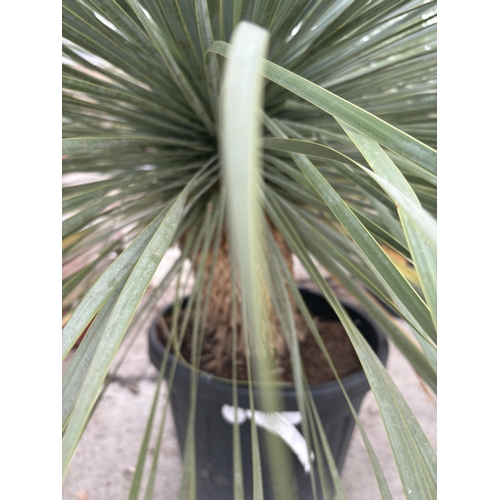 5 - A LARGE YUCCA ROSTRATA BLUESWAN 150CM + TALL PLUS VAT