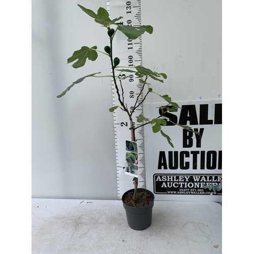 15 - ONE LARGE FIG TREE FICUS CARICA 'BROWN TURKEY' WITH FRUIT IN A 3 LTR POT APPROX 130CM IN HEIGHT NO V... 