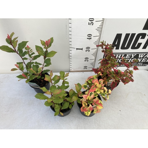 21 - MIXED LOT OF FOUR SHRUBS- TWO HOUTTENYIA 'CHAMELEON' AND TWO PHOTINIA 'LITTLE RED ROBIN' IN 2 LTR PO... 