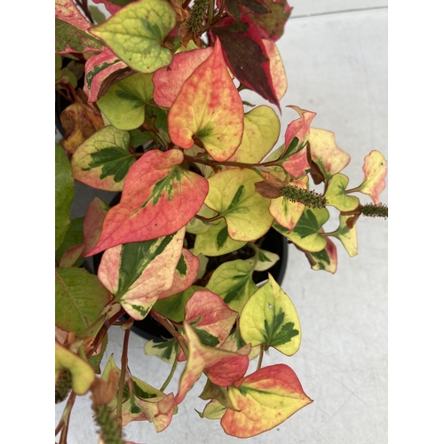 21 - MIXED LOT OF FOUR SHRUBS- TWO HOUTTENYIA 'CHAMELEON' AND TWO PHOTINIA 'LITTLE RED ROBIN' IN 2 LTR PO... 