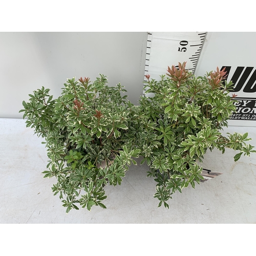 30 - TWO PIERIS JAPONICA 'LITTLE HEATH' IN 3 LTR POTS 60CM TALL PLUS VAT TO BE SOLD FOR THE TWO