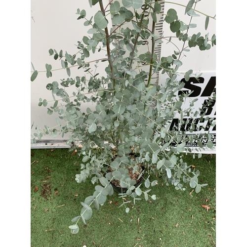 32 - ONE LARGE EUCALYPTUS AZURA TREE APPROX 190CM IN HEIGHT IN A 4 LTR POT PLUS VAT