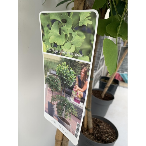 34 - FOUR MIXED STANDARD TREES IN 3 LTR POTS - ONE VIBURNUM 'WATANABE', ONE PURPLE BERRY CALLICARPA, ONE ... 